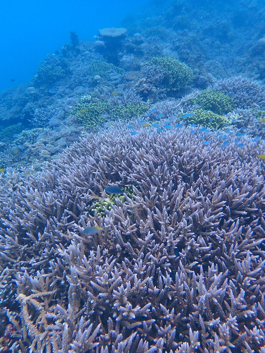 kohakunodarling's tweet photo. #沖縄の人々への侮辱を許さない 
#辺野古新基地建設反対 
#辺野古の海を埋め立てないで
#NoMoreBase #Okinawa #Henoko https://t.co/vS3kp1rJcn