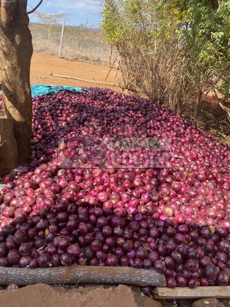 Onion Doctor tweet media