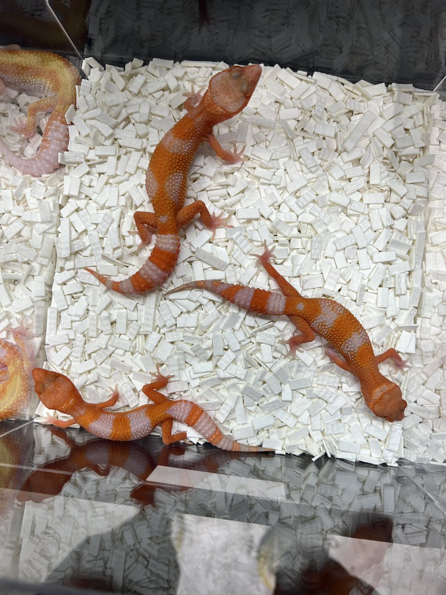 StarGecko_kr's tweet photo. Devil Stone StoneWash Type
Line : MiniGecko_SSGE
#leopardgecko #devilstone #export #stonewash https://t.co/yR6rSAsYII