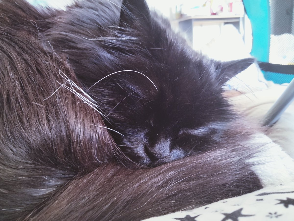 PretzelLoaf's tweet photo. Some recent Darcy photos! She's begun using her puzzle ball again, as well as sleeping next to me when I move her bed into the living room while I work!💕 https://t.co/OsLB0IPSzm
