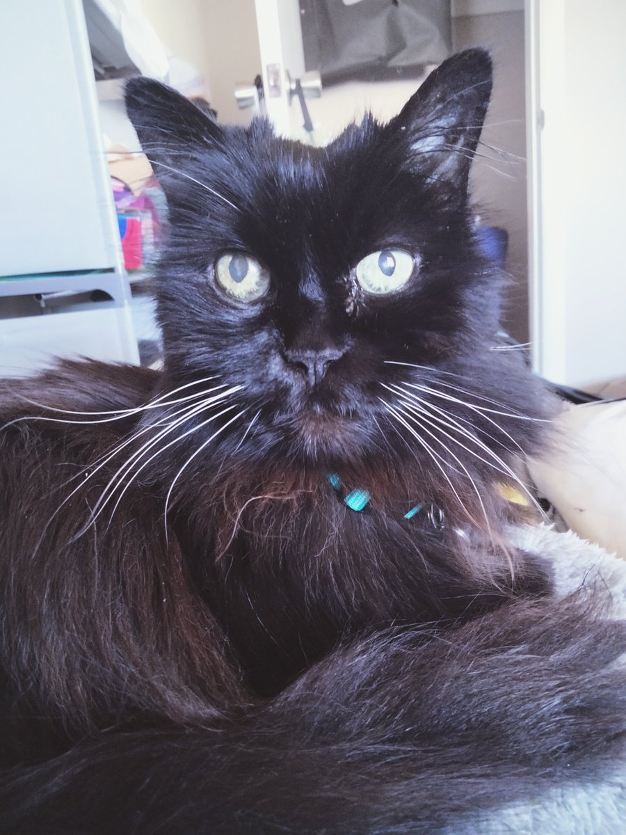 PretzelLoaf's tweet photo. Some recent Darcy photos! She's begun using her puzzle ball again, as well as sleeping next to me when I move her bed into the living room while I work!💕 https://t.co/OsLB0IPSzm