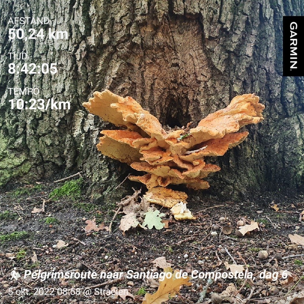 #Pelgrimsroute naar #Santiago de #Compostela, dag 6

#Straelen (D) - #Herten (NL): 50,24 km

#SantiagoDeCompostela
