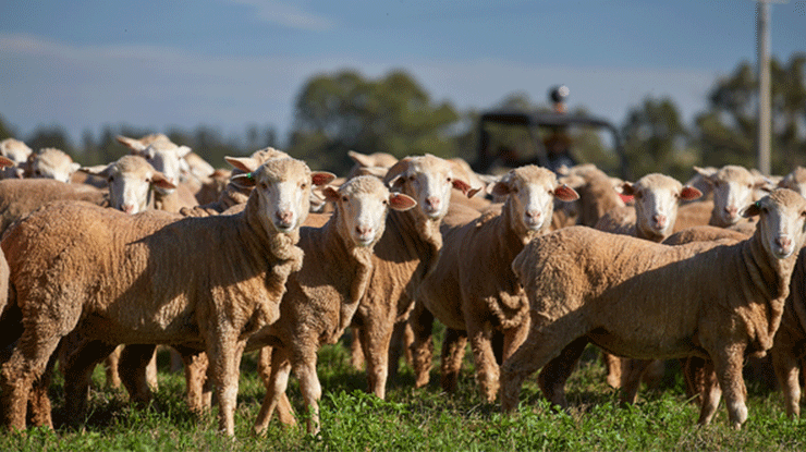 meatlivestock's tweet photo. Sheep Producer Intentions survey π
π
Closes 16th October
Complete the survey and have access to benchmarking information in the future!
Follow the link ππ
https://t.co/za75anKoRA
#SheepProducer #AusAg #AgChatOz https://t.co/ATqkxCMWmK