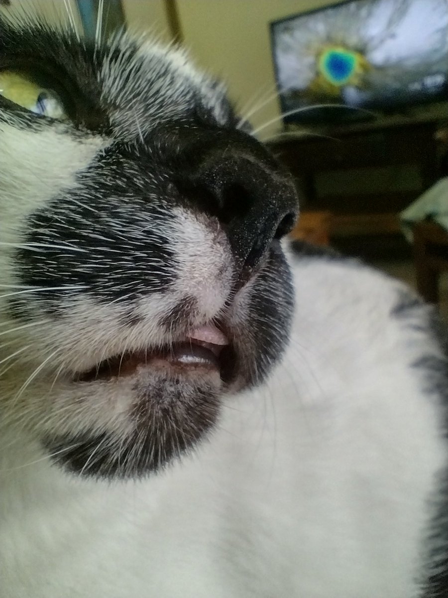 vidya_heble's tweet photo. Mummy's boy Num-Num. #TinyBlep https://t.co/CLbuGpEYE5