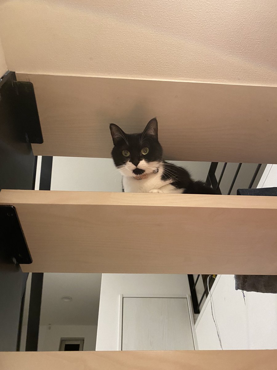 _nyatan_tora_'s tweet photo. 見下されてます。
#猫 #ねこ #cat #黒白猫 #マスク猫 #仮面猫 #元野良猫 #保護猫 #保護猫と暮らす #猫好きさんと繫がりたい #고양이 https://t.co/FdDbd0J2jv