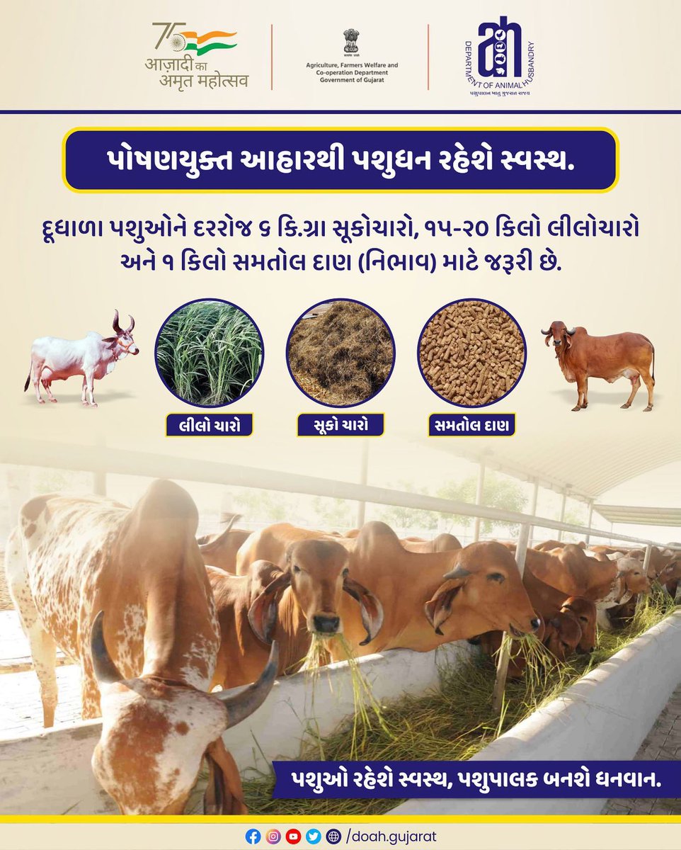 DAH_DAHOD's tweet photo. પોષણયુક્ત આહારથી પશુધન રહેશે સ્વસ્થ.
#doah #departmentofanimalhusbandry #gujarat #animals #gujaratinformation #governmentofgujarat #pasupalak #animalhealth #animalhealthcare #animalsmatter #animalhealthtips #animalsfood #dahod https://t.co/GFo0WLz0rr