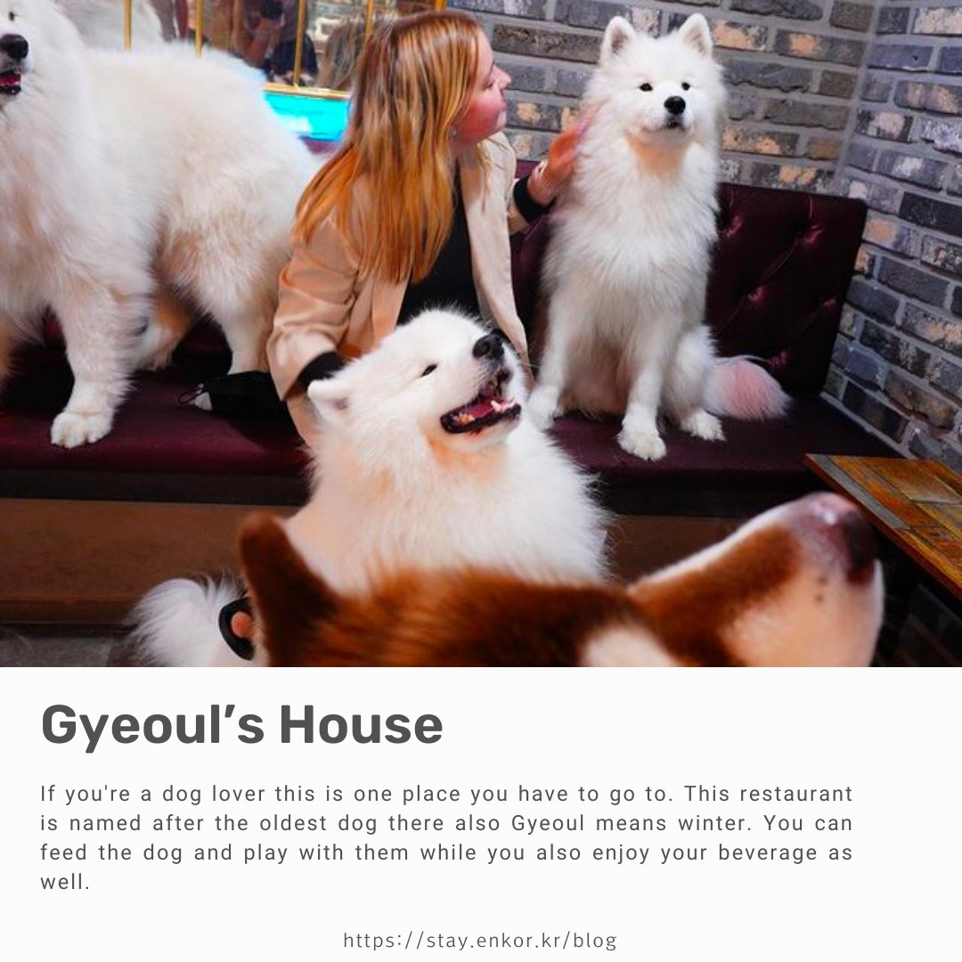 enkorwithus's tweet photo. If you love dogs and coffee this is the place for you. Serves American-style breakfast/brunch-type food. 

Address: 19-5 Wausan-ro 17-gil, Mapo-gu, Seoul
Hours: 1pm-9pm

Visit our website for upcoming events or any inquiries 👇
🔥https://t.co/MpAGvyVVut https://t.co/rygX9gHtfv