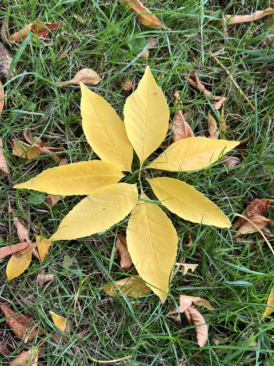 yasmine_oozeear's tweet photo. 🍂💛 Every #leaf speaks
BLISS
To me
Fluttering 🍂💛
From the Autumn
Tree
A beautiful autumnal day to you my friends !
#AutumnFeeling
….🍁…. https://t.co/TZnT7bZYpd