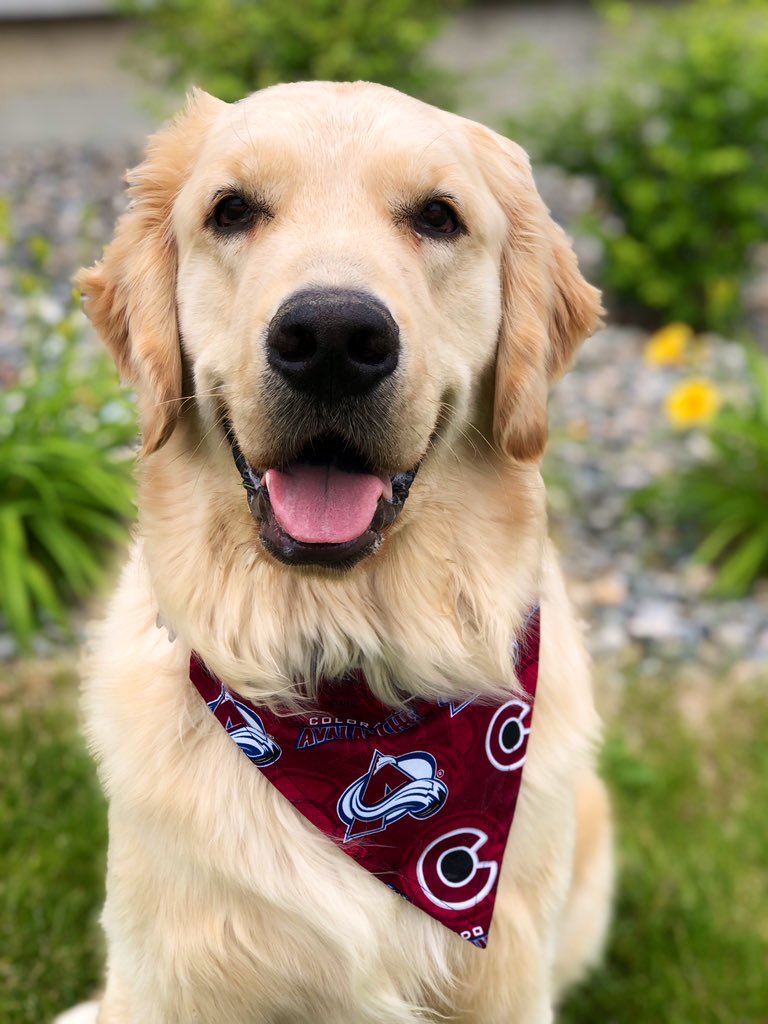 EricaLiz26's tweet photo. @AltitudeTV @RadioMoser Norman, the goodest boy of all! #GoAvsGo https://t.co/ih5VLzaD7q