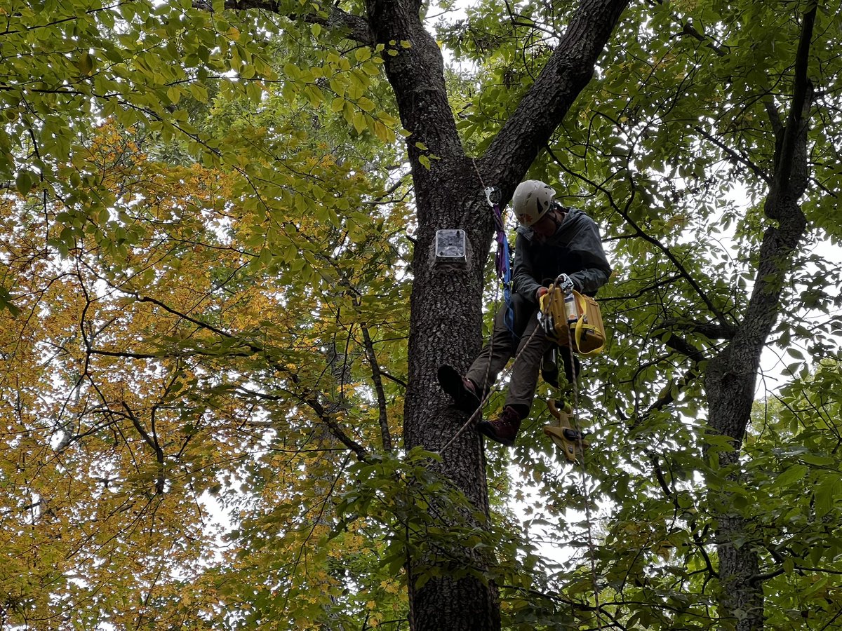 Jon Gewirtzman (@jongewirtzman) on Twitter photo Recently came to my attention that some trees can extend above 4.5 feet. Confirmatory evidence pictured here. <a href="/MyShellSpicer/">Michelle Spicer, PhD (she/her)</a> Recently came to my attention that some trees can extend above 4.5 feet. Confirmatory evidence pictured here. <a href="/MyShellSpicer/">Michelle Spicer, PhD (she/her)</a>