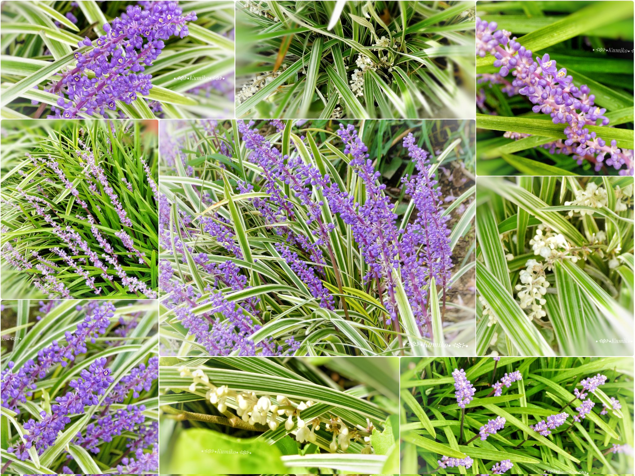 Liriope Muscari Twitter Search Twitter