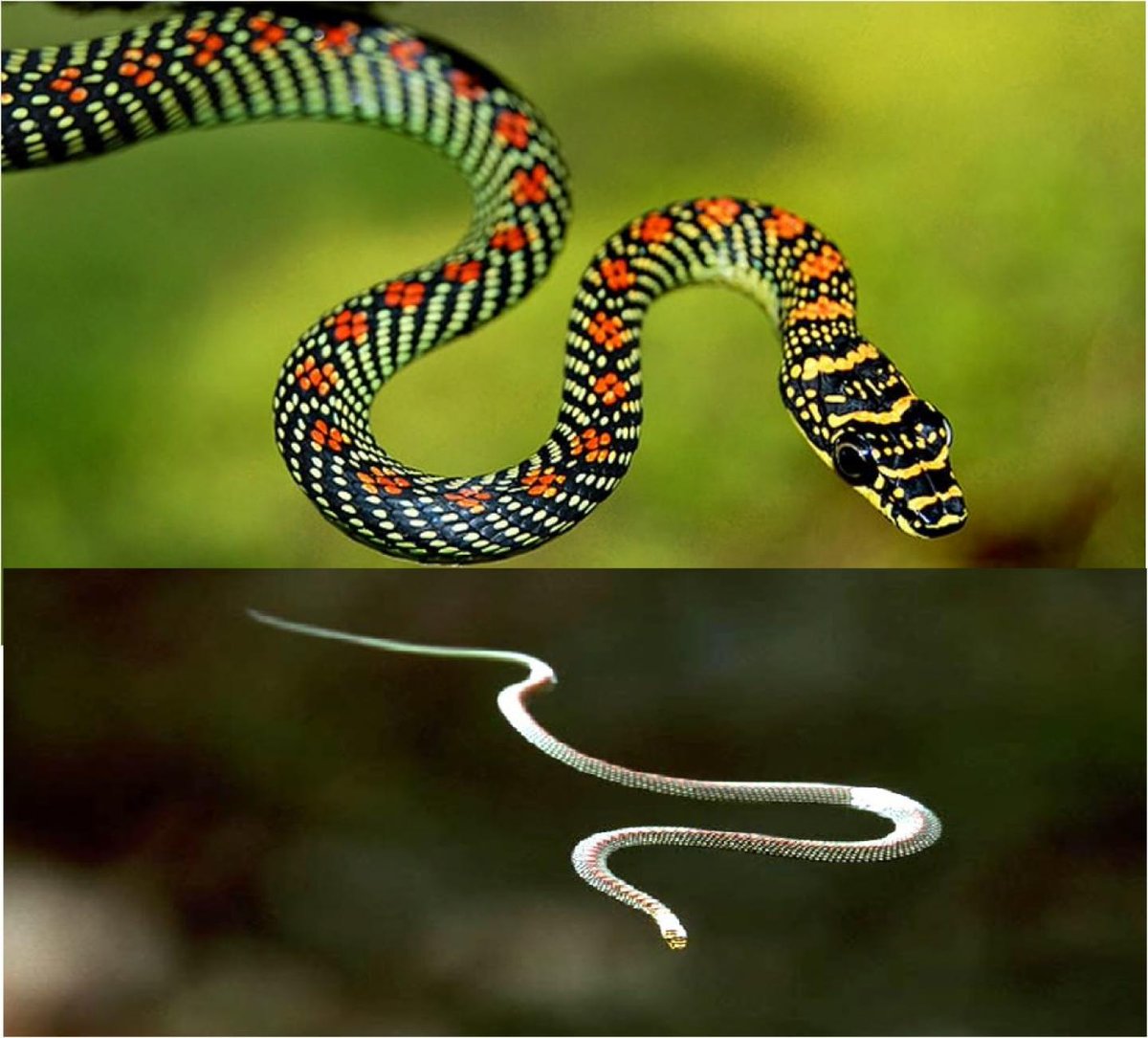 random_snakes's tweet photo. @fasc1nate Fun fact: The paradise flying snake is mildly venomous but the venom is harmless to humans. They're a shy, fast snake and generally not aggressive. In fact, they can be tamed and kept as pets...They just need large, arboreal enclosures for their small size so that can be costly. https://t.co/ghm7eREnJn