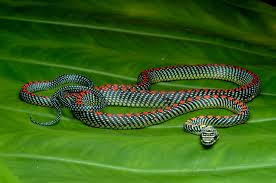 random_snakes's tweet photo. @fasc1nate Fun fact: The paradise flying snake is mildly venomous but the venom is harmless to humans. They're a shy, fast snake and generally not aggressive. In fact, they can be tamed and kept as pets...They just need large, arboreal enclosures for their small size so that can be costly. https://t.co/ghm7eREnJn