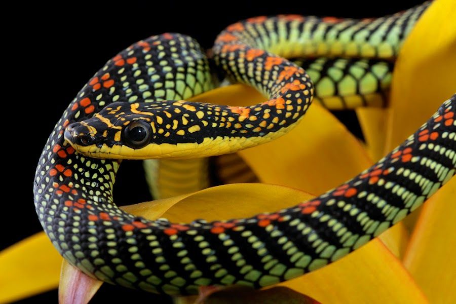 random_snakes's tweet photo. @fasc1nate Fun fact: The paradise flying snake is mildly venomous but the venom is harmless to humans. They're a shy, fast snake and generally not aggressive. In fact, they can be tamed and kept as pets...They just need large, arboreal enclosures for their small size so that can be costly. https://t.co/ghm7eREnJn