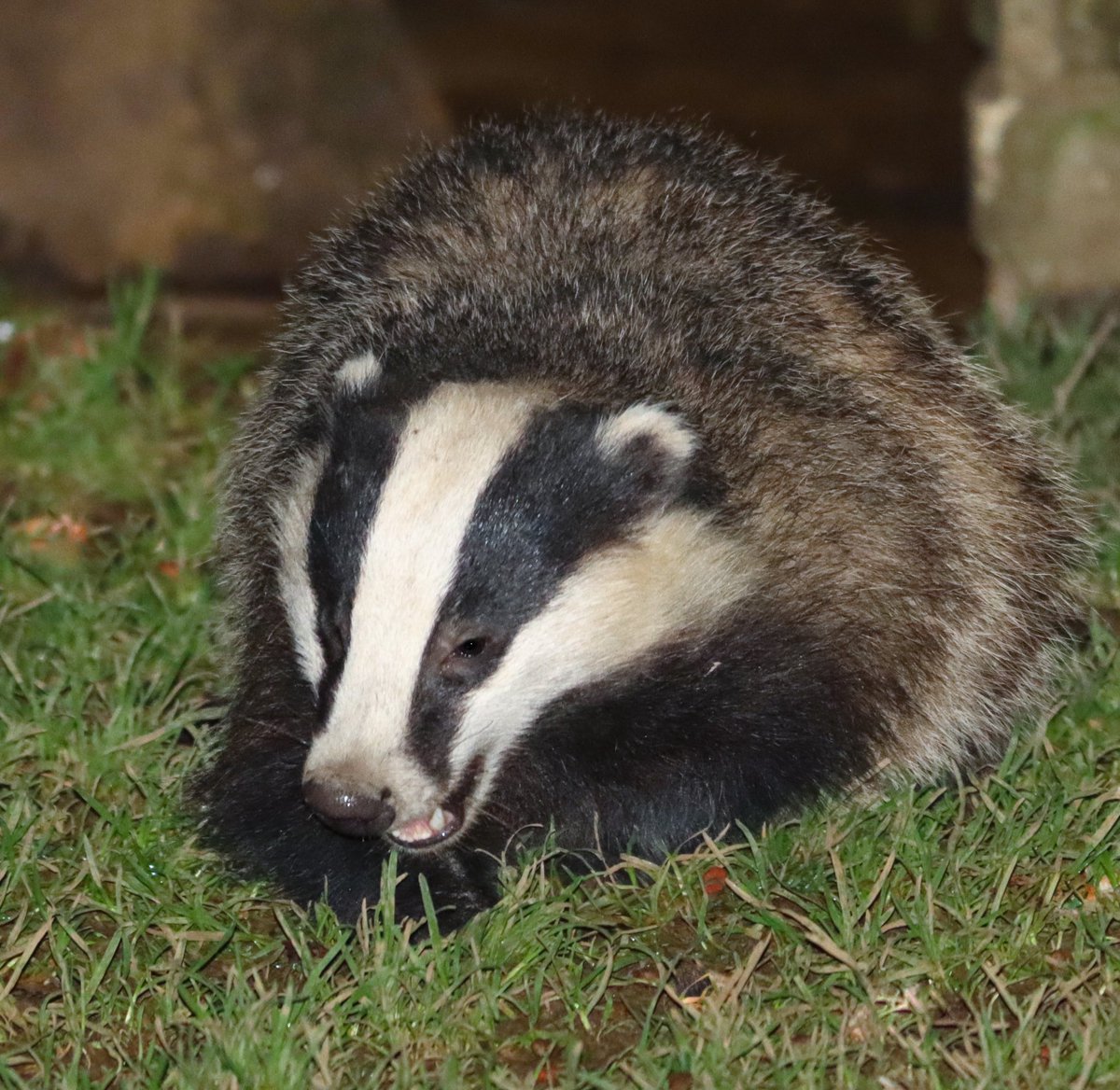 Today is #NationalBadgerDay !!🦡🪵🦡
Whilst we celebrate this iconic mammal, let’s not forget the cruel crimes committed against them. Officers and partners, are all working together to tackle this nationwide problem. You can help too, by reporting information.. #badgercrime 🦡🦡