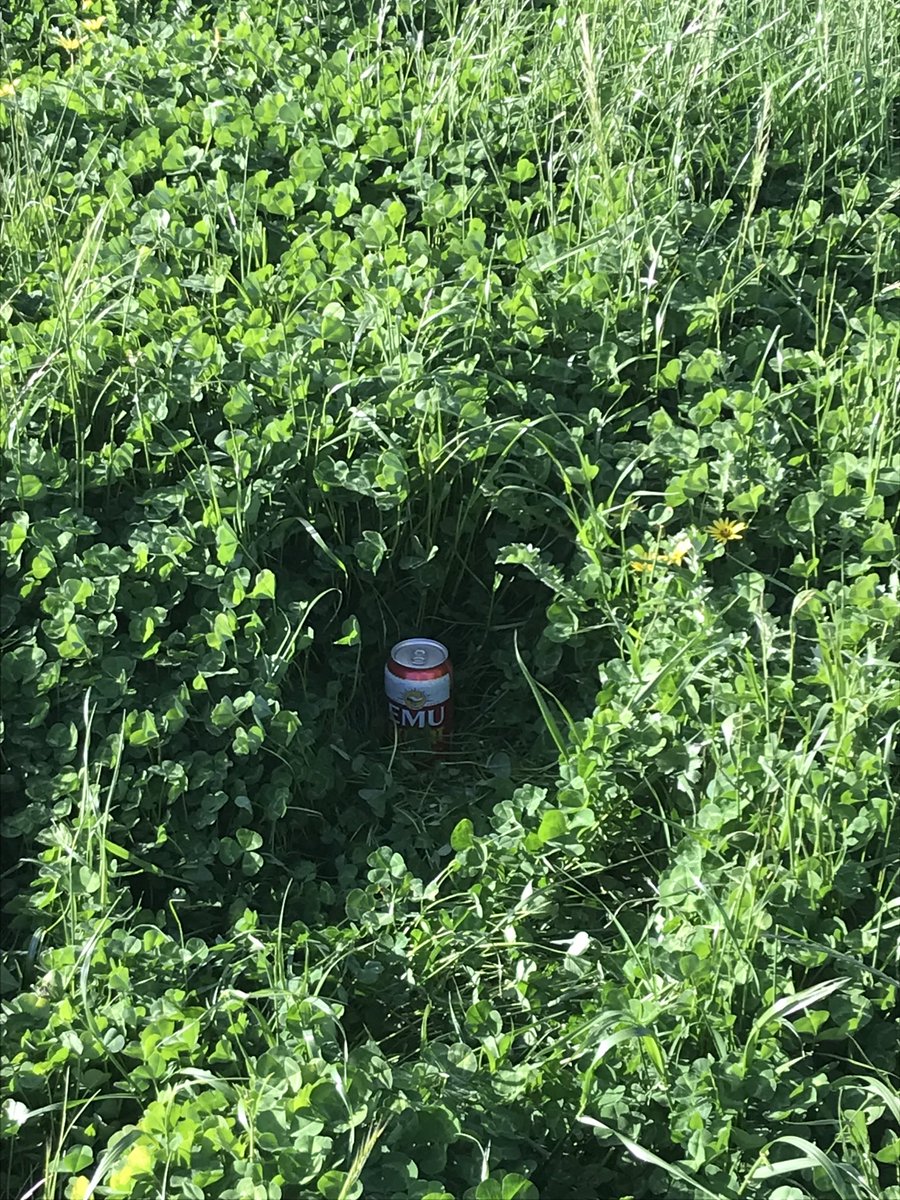 HoughtonPip's tweet photo. Fantastic to see high degree of feed on offer for these quality WA pastures. High protein content means means itโs a great pasture to wean onto. Client photo of the week for sure. @TEC_Aus #livestock #FOO #bushchook https://t.co/0gbpY6xVjP