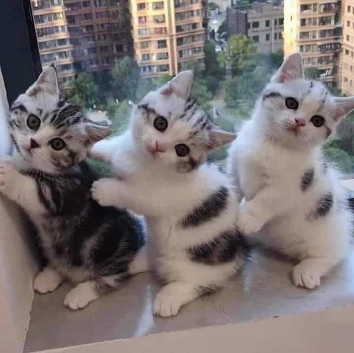 #catfashion #