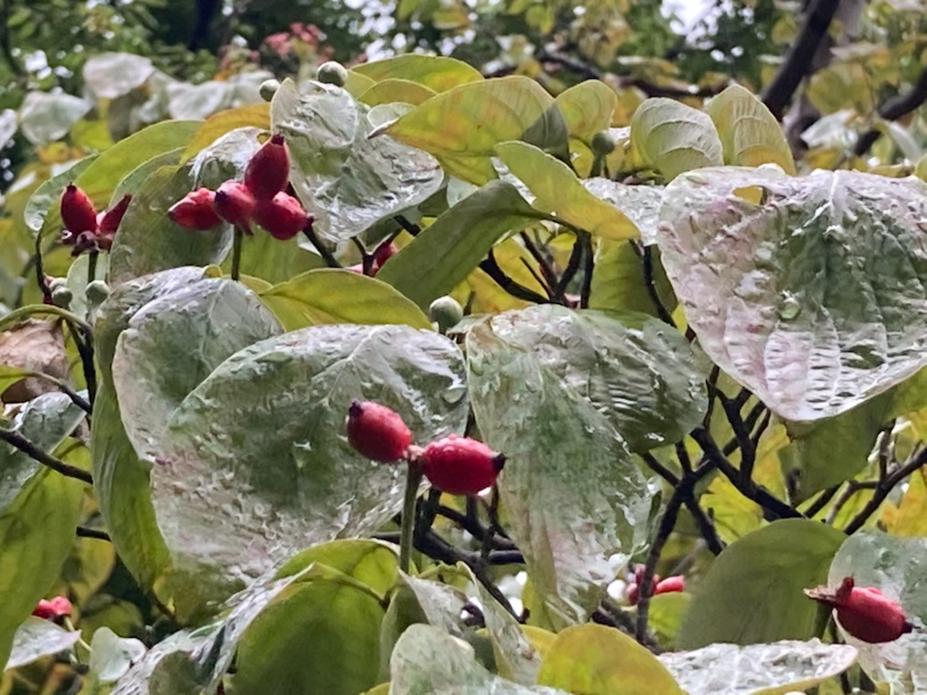ハナミズキが 他の木々に先駆けて赤く色づき始めました ツヤツヤと赤い実 も可愛らしいですが 雨の日よりも 太陽の光を受けて キラキラと輝く様子をご覧いただきたいです いろいろな鳥がこの実を好んで食べるそうですが まだ食事風景を見たことはありません