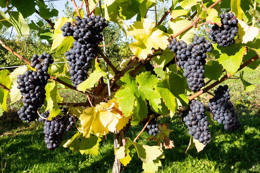 Harvest starting today with some Chardonnay .. but this vine looks so good I had to post the picture. Cheers all 🥂