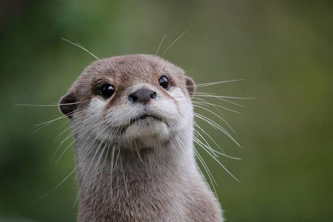 カワウソ顔すき？？