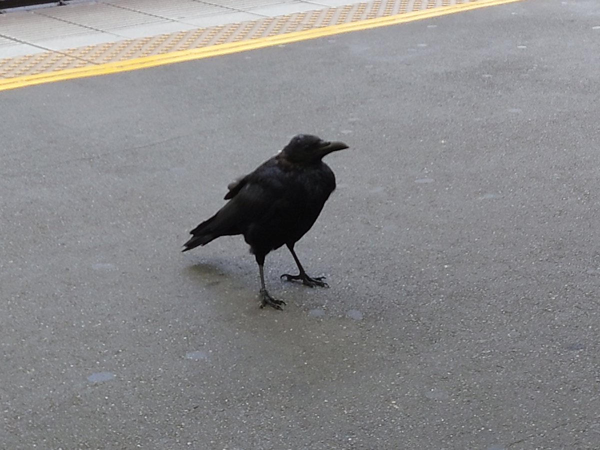 Koneko2202's tweet photo. バイト落ちたっぽいのでカラスの写真あげます https://t.co/ZpGglAh33e