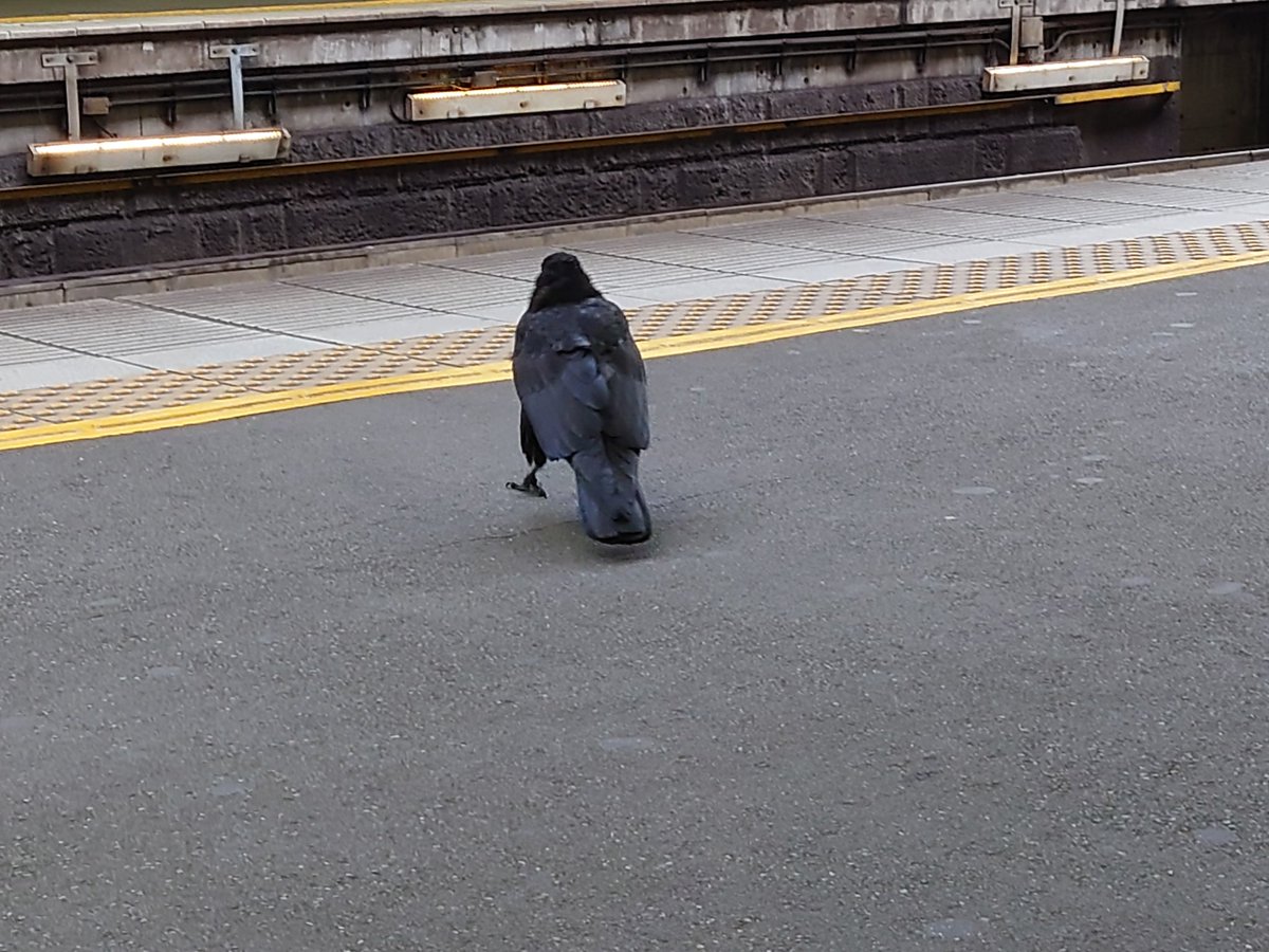 Koneko2202's tweet photo. バイト落ちたっぽいのでカラスの写真あげます https://t.co/ZpGglAh33e