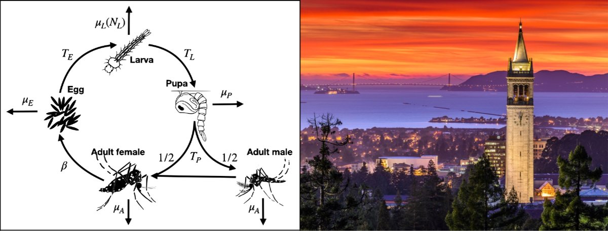 Please RT: We are looking for a postdoc to join our modeling team at UC Berkeley working on an exciting project to quantify mosquito movement patterns, life history &amp; population size based on kinship data. More info on the position &amp; how to apply here: marshalllab.com/postdoc-ad.html