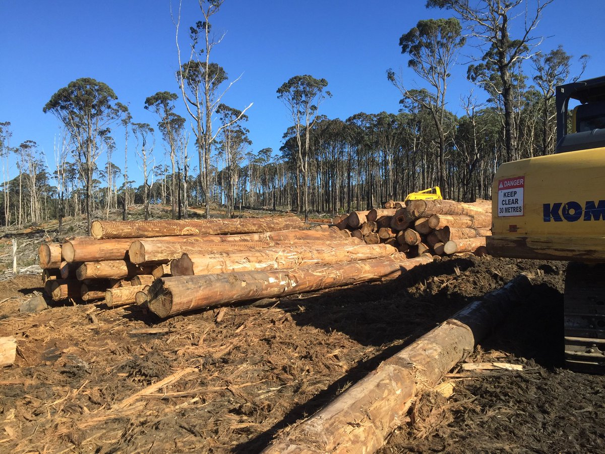 mac_bron's tweet photo. Not much more than an hour from Melbourne, in the Central Highlands,I have seen thriving carbon dense native forests totally trashed by VicForests,no more trees, no more hollows,no more tree ferns,no more fungi, just utter devastation I can’t forget #DeforestationDan https://t.co/fjNsj1WPbk