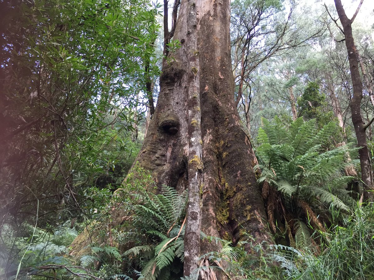 mac_bron's tweet photo. Not much more than an hour from Melbourne, in the Central Highlands,I have seen thriving carbon dense native forests totally trashed by VicForests,no more trees, no more hollows,no more tree ferns,no more fungi, just utter devastation I can’t forget #DeforestationDan https://t.co/fjNsj1WPbk