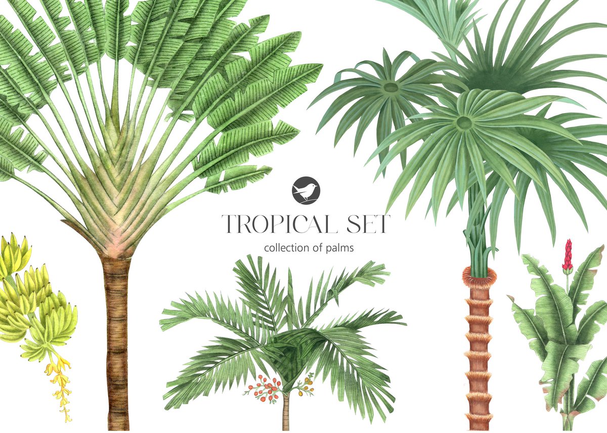 katedemianov's tweet photo. Tropical palm trees. https://t.co/VW7f0sxzgX