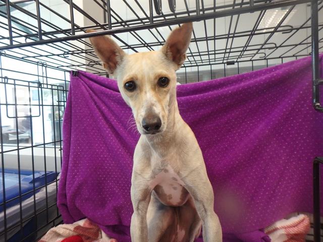 CutePetsLA's tweet photo. Hey! My name is Zoey and I am a spayed female, tan and white Mixed bre… https://t.co/ceYbLySYWW https://t.co/u8iWyiRwBa