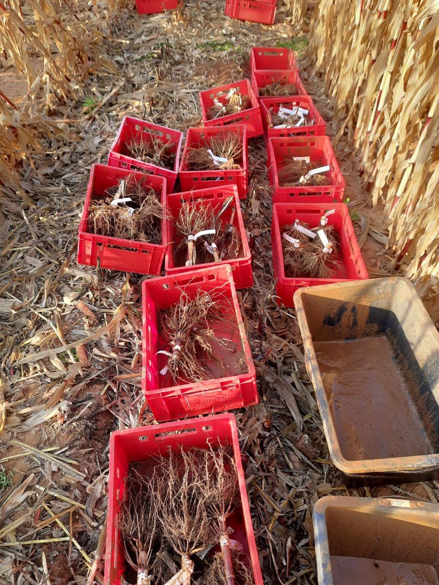 The maize sampling continues! Today we are near Montpellier where irritatigation makes a clear difference for aboveground biomass. Let's see what the roots do! @EJPSOIL #samplingtour #soilhealth #maize