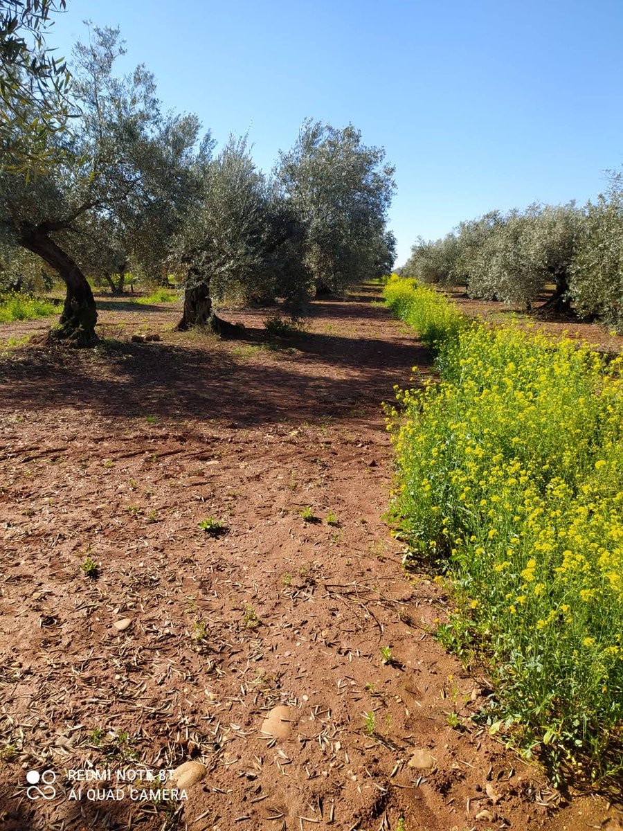 Flor de Mayo es el seudónimo que utiliza la autora del relato: "Picual". Nos ha llegado desde Andújar (Jaén).
Participa en el V Premio Internacional de Relato sobre el Olivar.
Subido en Masquecuentos en el n º 311.
Pinchad en el enlace directo para leerlo:
masquecuentos.es/relatos/311-pi…