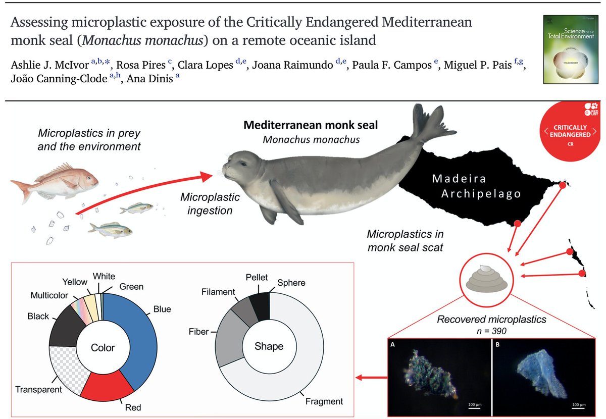 The Mediterranean monk seal is one of the most #endangered pinniped species in the world 🦭

We found high numbers of microplastics in seal scat samples from the #Madeira archipelago, Portugal ⚠️

Read more in our new paper in <a href="/STOTEN_journal/">STOTEN</a> 

🔓 50 days: authors.elsevier.com/a/1ft1KB8ccusF9