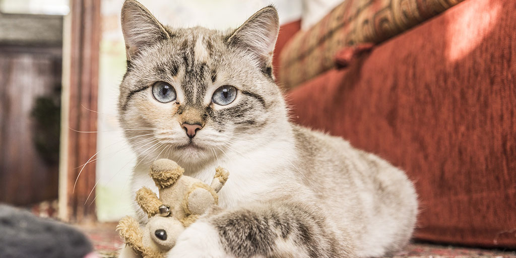 catchatcharity's tweet photo. Could you be a #fosterer? Most rescue and rehoming groups have a long waiting list of #cats and #kittens needing to come in, and not enough room to take them all - one extra foster home could make the world of difference! Find out more here: https://t.co/NJavKF3XkJ https://t.co/2tieRJOHZa