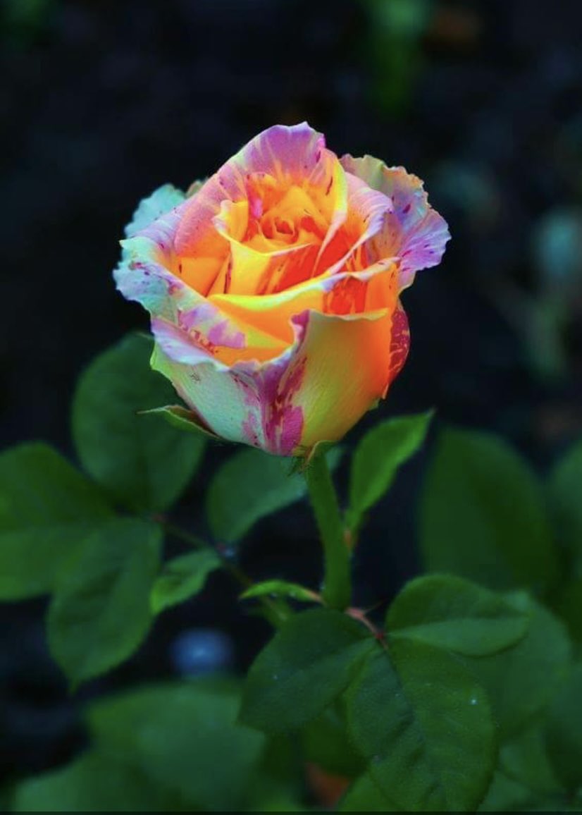 Goodmorning everyone have a lovely day ❤️