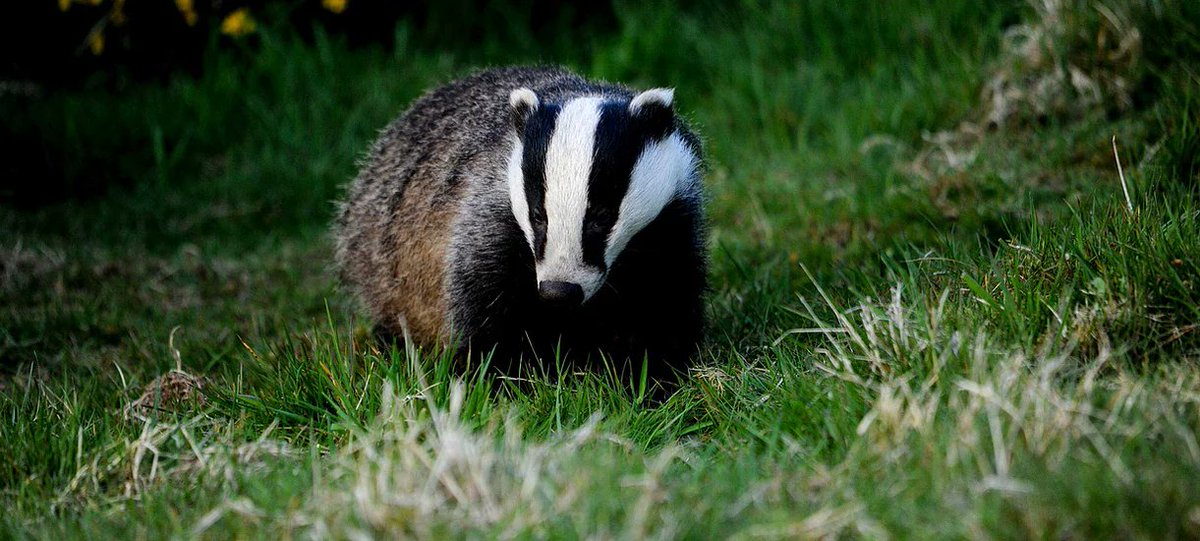 #WorldBadgerDay #StopTheCull #ScienceNotSlaughter #ReformbTBPolicy