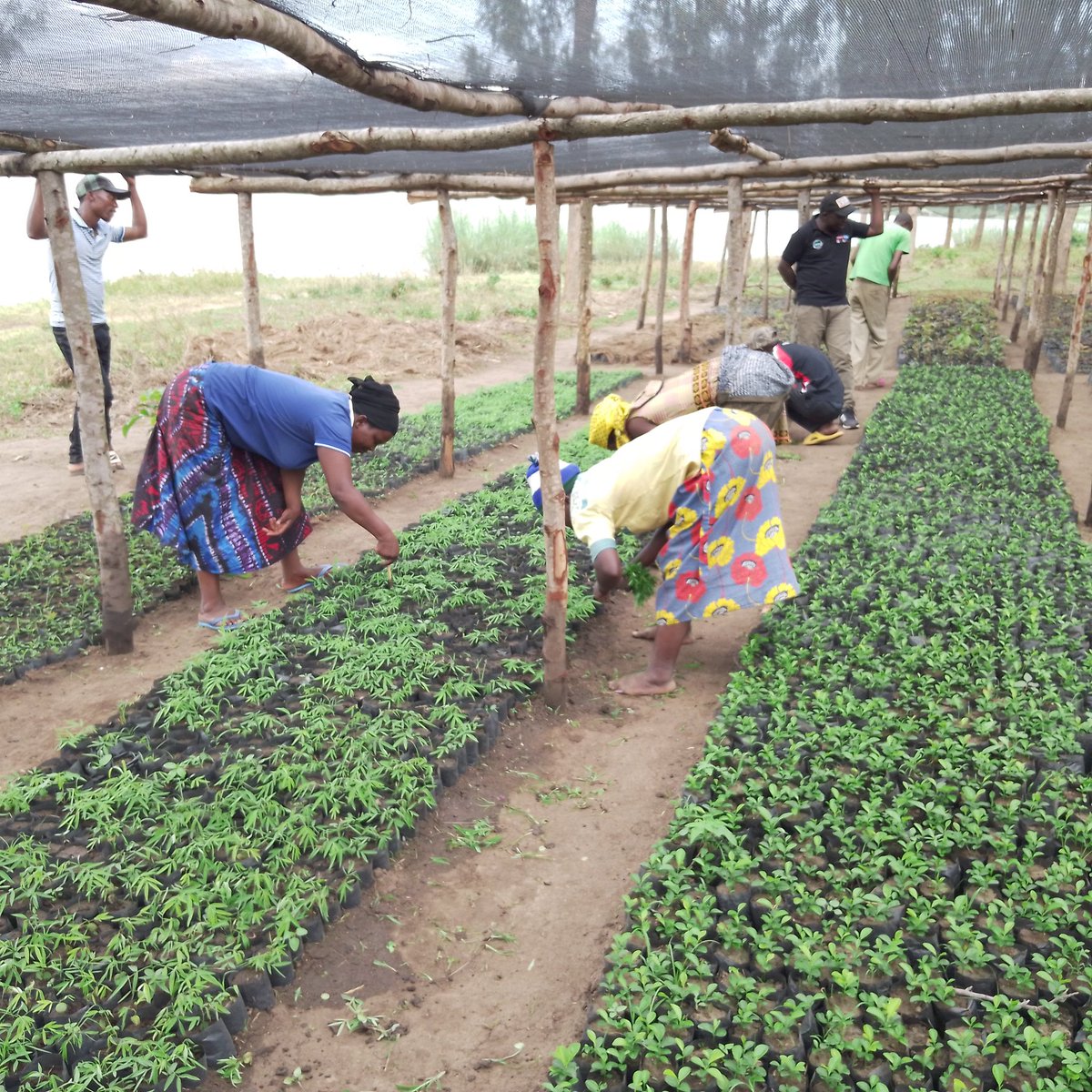 RECOR_Rw's tweet photo. #AFR100 #TERRAMATCH Forest landscape restoration is not a standalone action but a joint effort by involving different partners for a continuous process of actions to restore the degraded land. @onetreeplanted @restoreforward @WRIClimate @REMA_Rwanda @EnvironmentRw @BugeseraDistr https://t.co/nc5ZwJPRHX