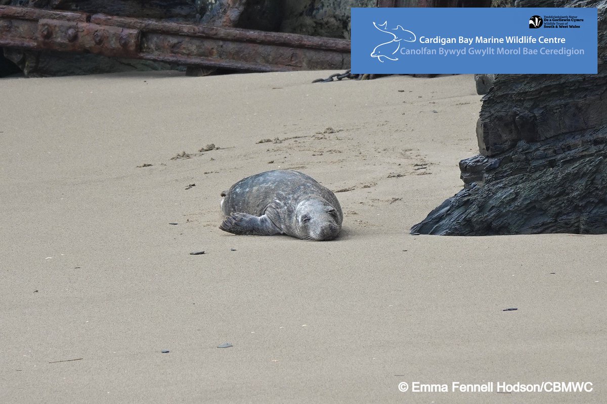 CBMWC News (@cbmwc) on Twitter photo Seals come to land to rest ๐ด, moult their fur ๐, mate and give birth ๐ถ If you spot a seal on the shore then please watch it from a distance!! ๐
โ ๏ธPlease note this photo was taken from distance with a zoom lens and cropped ๐ธ
<a href="/WTSWW/">WildlifeTrustSWWales ๐ฆก๐ฌ</a> <a href="/WTWales/">Wildlife Trusts Wales</a> Seals come to land to rest ๐ด, moult their fur ๐, mate and give birth ๐ถ If you spot a seal on the shore then please watch it from a distance!! ๐
โ ๏ธPlease note this photo was taken from distance with a zoom lens and cropped ๐ธ
<a href="/WTSWW/">WildlifeTrustSWWales ๐ฆก๐ฌ</a> <a href="/WTWales/">Wildlife Trusts Wales</a>