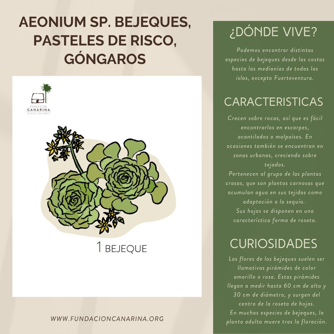 FundacCanarina's tweet photo. Hoy les saludamos con la primera de una serie que compartiremos con Vds. Especies autóctonas (algunas endémicas) de nuestras islas. Empezamos con el #bejeque
#Naturaleza #Canarias
Seguro que a @BiodiverSiTal le encanta https://t.co/xWrm1Ayoca