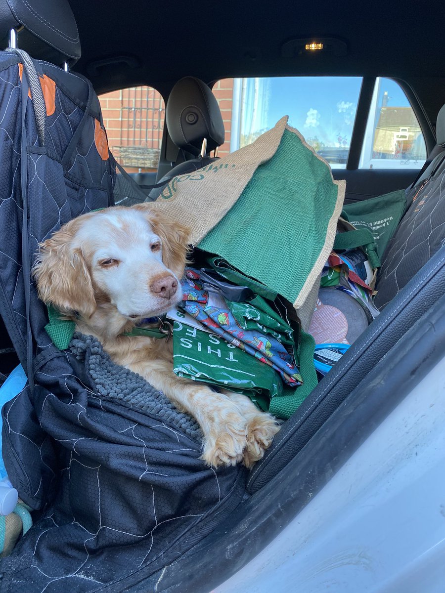 SpanielsSuper's tweet photo. I travel on the back seat & sometimes have to share with shopping
Dad turned a corner & the bags tipped over & buried me 😳
Was I bothered?
Not at all!
I just lay there quite happily…. Nothing bothers me 😊❤️👍 #HappyRonnie #LifeIsPerfect #TreatsForMeInThoseBags #LaidBackBoy https://t.co/Sj1pvXWceG