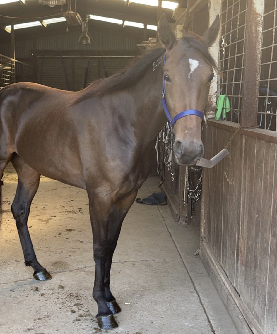 NYOTA scores her maiden win tonight at Shepparton! She showed fight right to the line after sitting parked throughout! 🥇
Congratulations to connections! 👏
