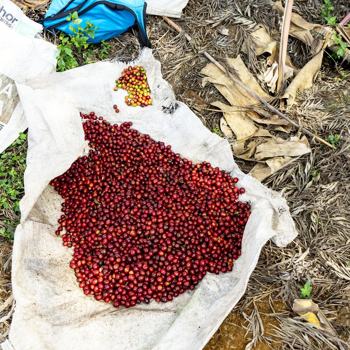 Cherries in Oaxaca in Mexico waiting to be brought back to Finca Muxbal ready for the honey process to take place. Our first honey and latest espresso.