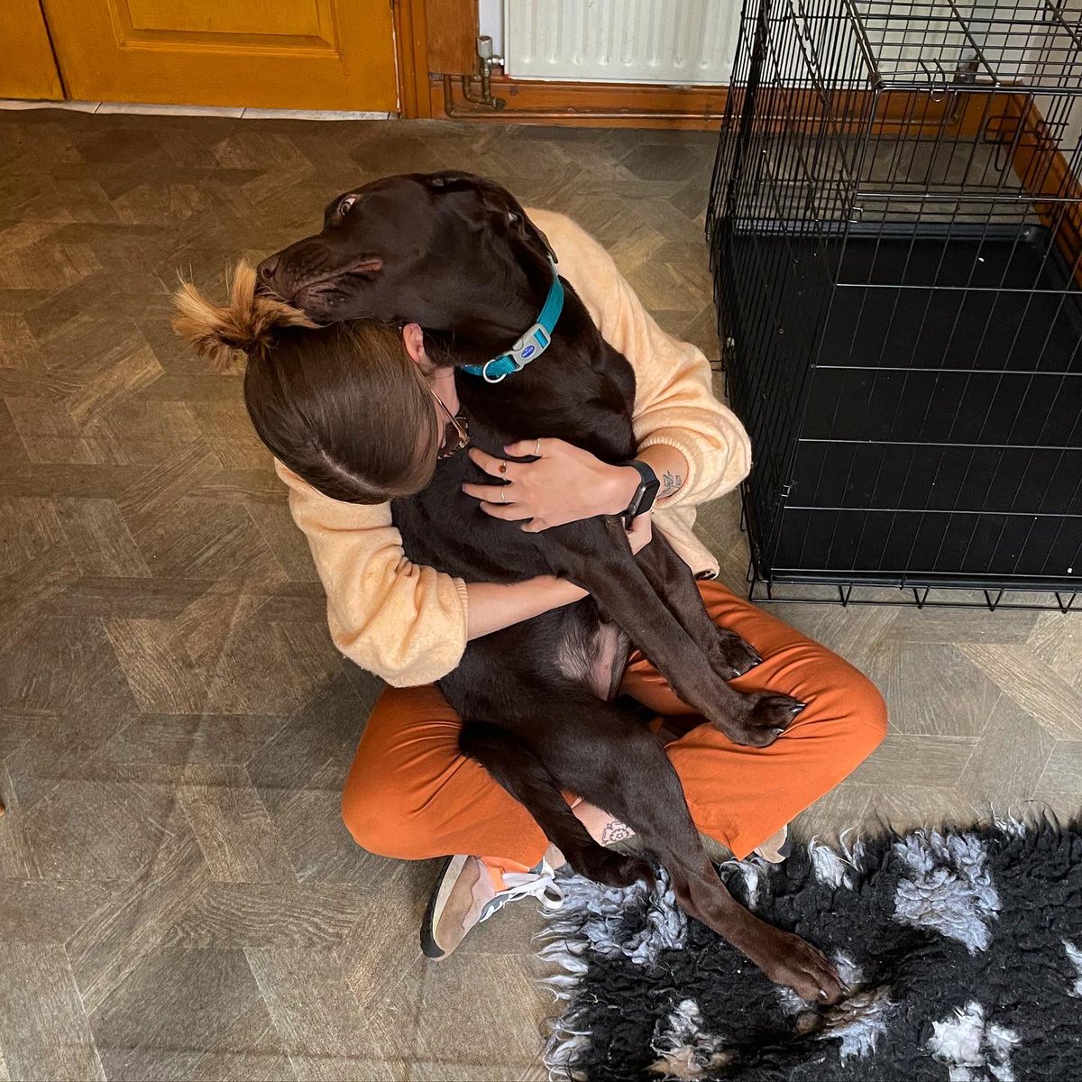 abbyb_OT's tweet photo. Picked up my new mate Norman yesterday! Can’t wait for all the walkies and fun we’re going to have 🤎 #occupationalbalance #labpuppy https://t.co/enWFu6yPyA