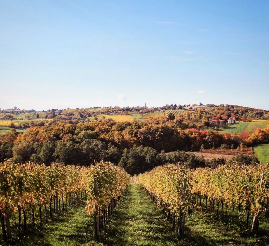 Croatia_hr's tweet photo. Beautiful Međimurje! Can you feel the smell of grapes when you see this picture?
#FallingForCroatia #BestFallCroatiaBucketList
📸visit.north.croatia https://t.co/1NiXq5pWED