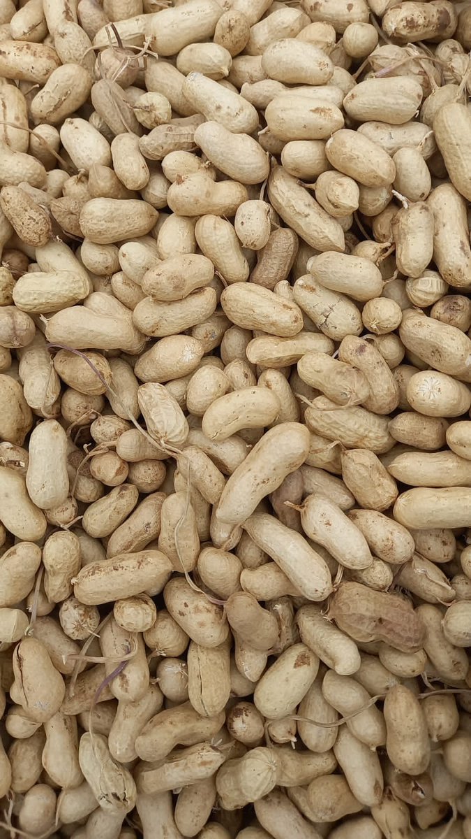 #2022 #New #Groundnut #Inshells  available now. A lovely golden colour. Suitable for edible and bird feed consumption. 
#peanuts #inshells #export #vegoils #import #trade #India #groundnut #China #EU #Russia #Algeria #oilseeds #amendoim #mani #cacahuate