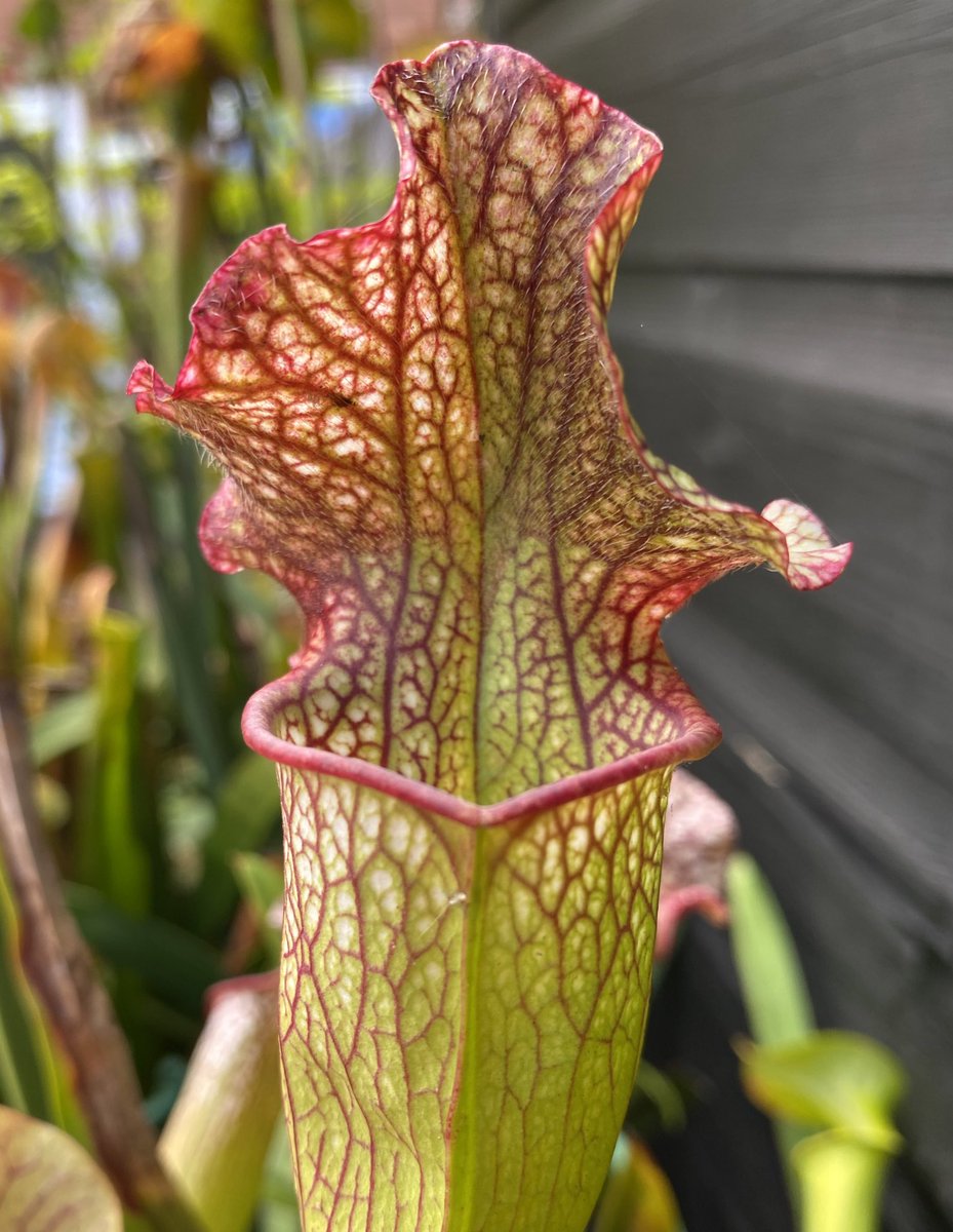 Sarracenia ‘God’s Gift’ <a href="/WWickedPlants/">Wacks Wicked Plants</a>