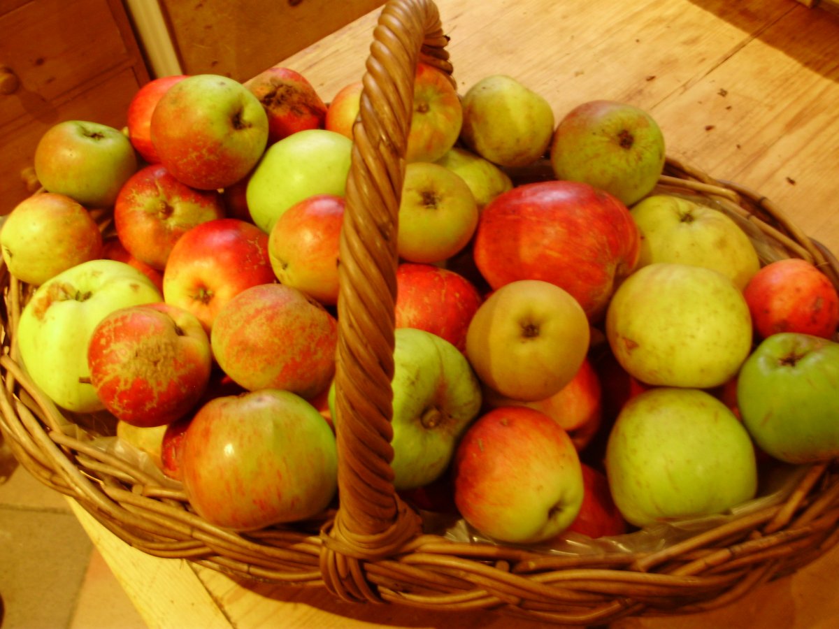 Oct #organic #fruit blog: #Seasonal eating -"To everything there is a season". Why can't we buy fresh #local apples all year round?  Is it realistic - are consumers to blame? Storing #history. Time to order bare-root apples &amp; other #fruits. Fruit memories
nickykylegardening.com/index.php/blog…