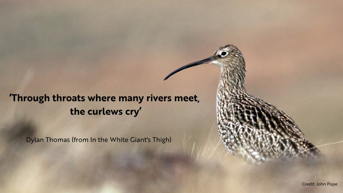 Today is #NationalPoetryDay! The theme this year is the environment; a topic that has inspired poets for many centuries. To mark this day, here’s a quote about an iconic Welsh bird, written by one of Wales’ most famous poets.