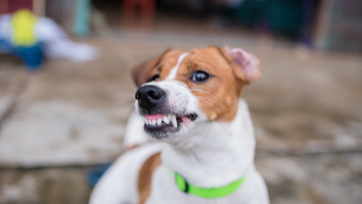Dog_express's tweet photo. How You Unintentionally Make Your Dog Aggressive 👇

https://t.co/wp7Yx2ZPzS

#Dogexpress #Dogcare #Doglife #Doglifestyle #Aggressivedog https://t.co/Y8IzsiE68n